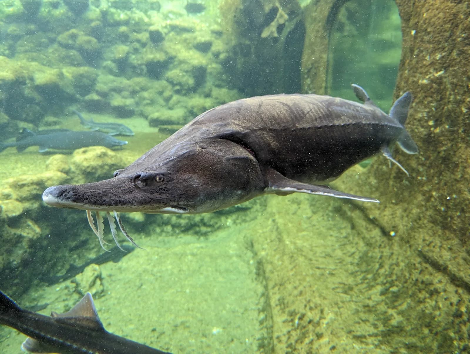Aquarium de Rocamadour
