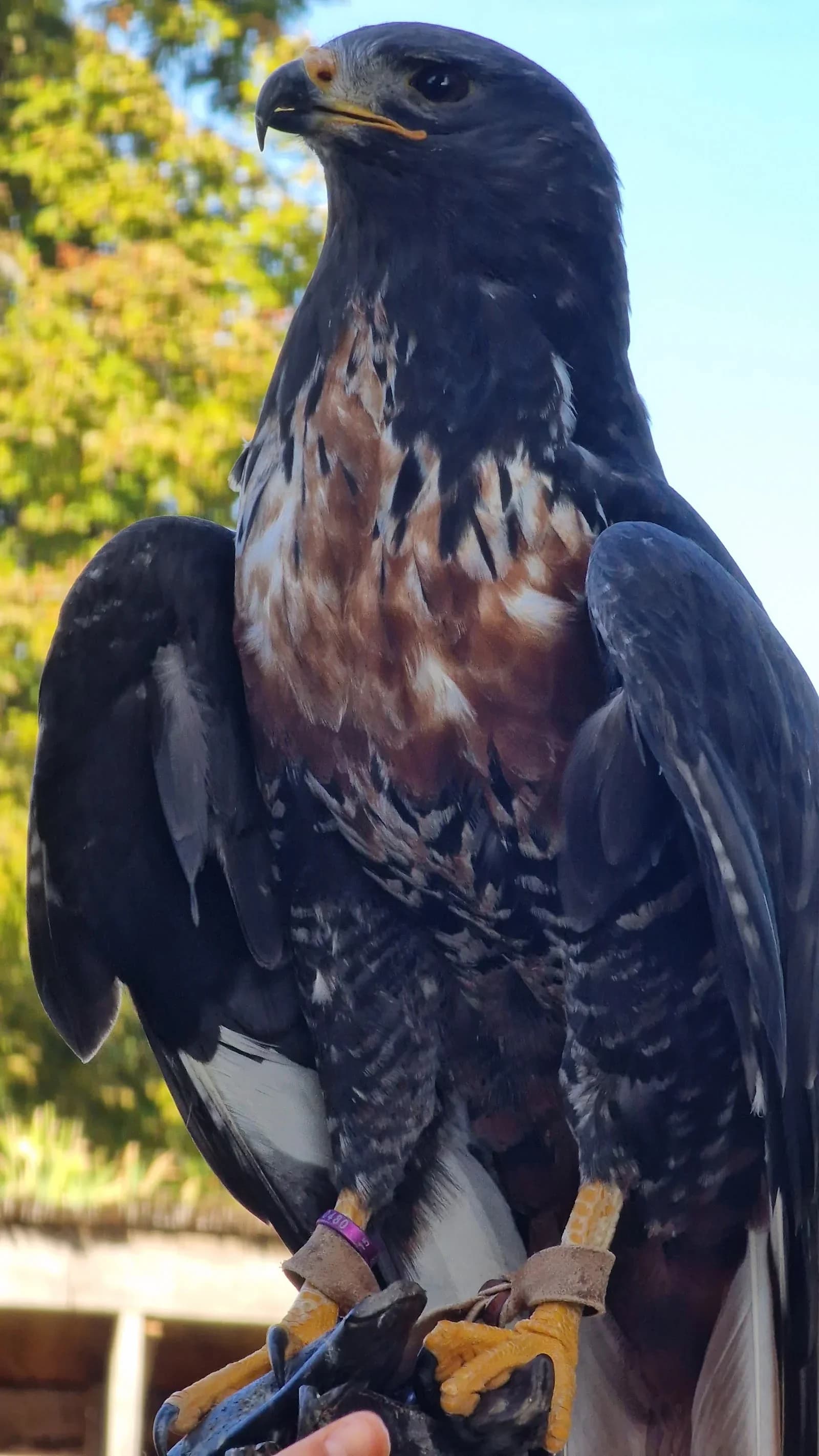 Les aigles de Château-Thierry