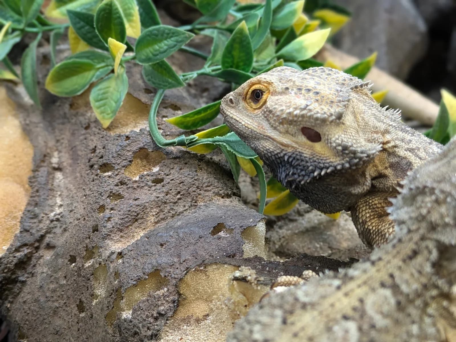 L'Insectarium