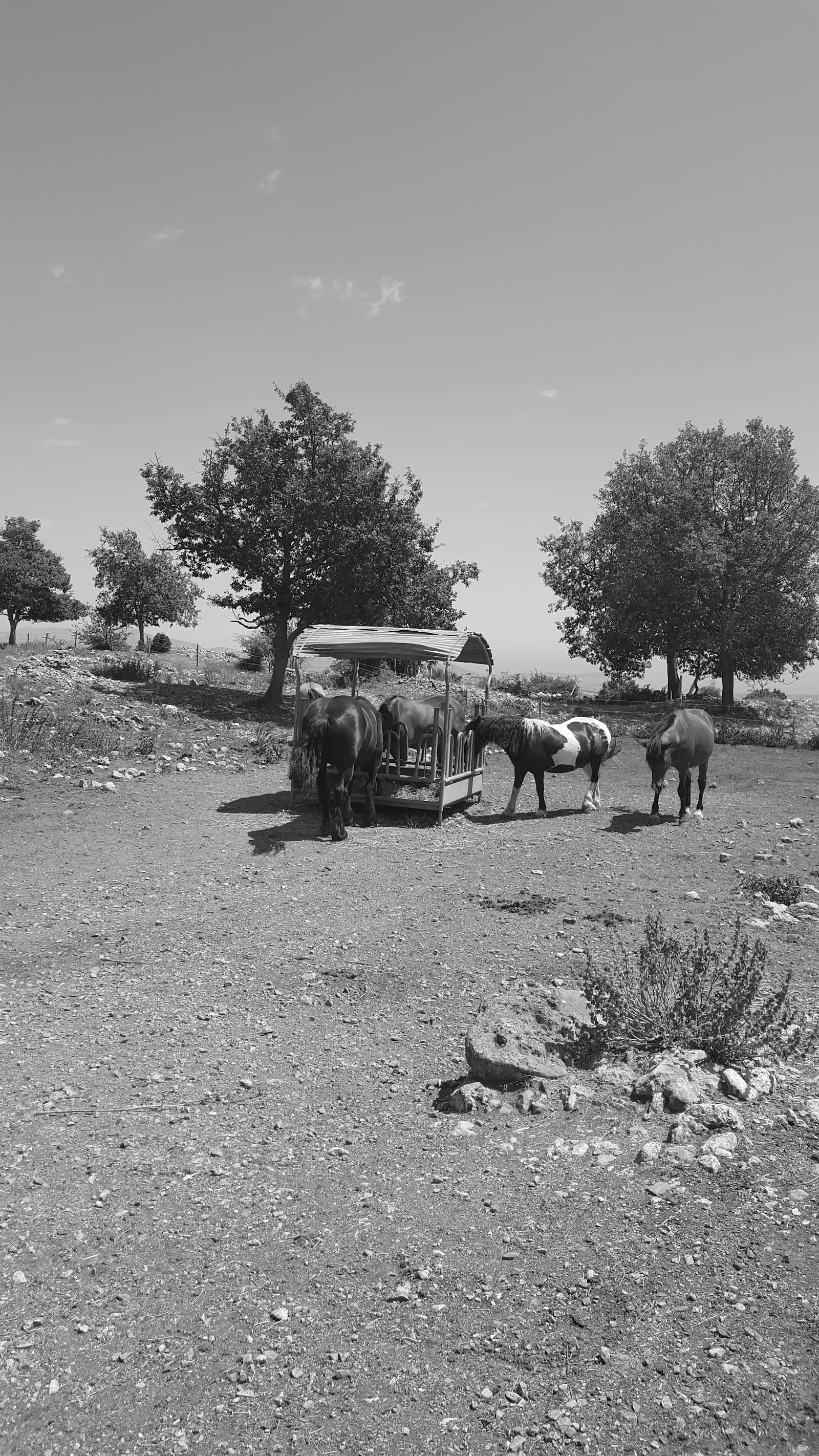 Ferme pédagogique et bio des Vigneaux