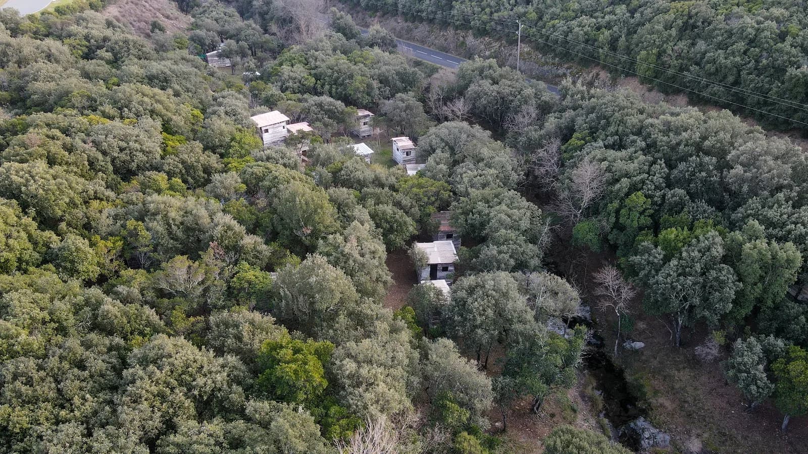 Paintball Forest