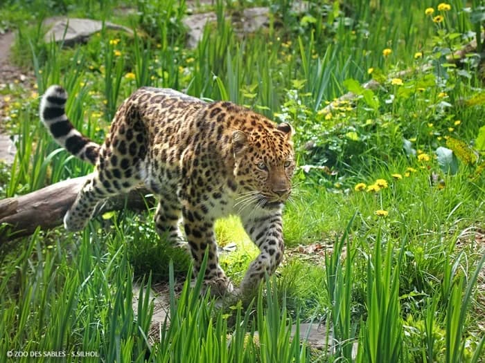 Zoo des Sables