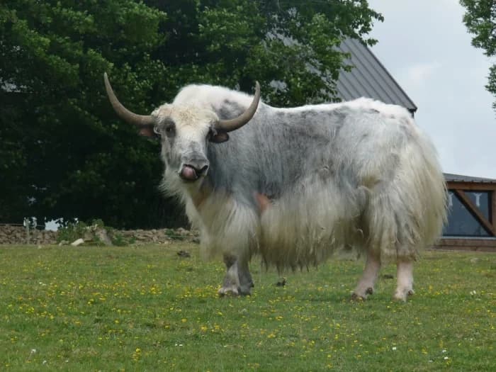 Parc Animalier d'Ecouves