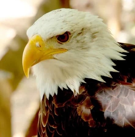 Le Rocher des Aigles