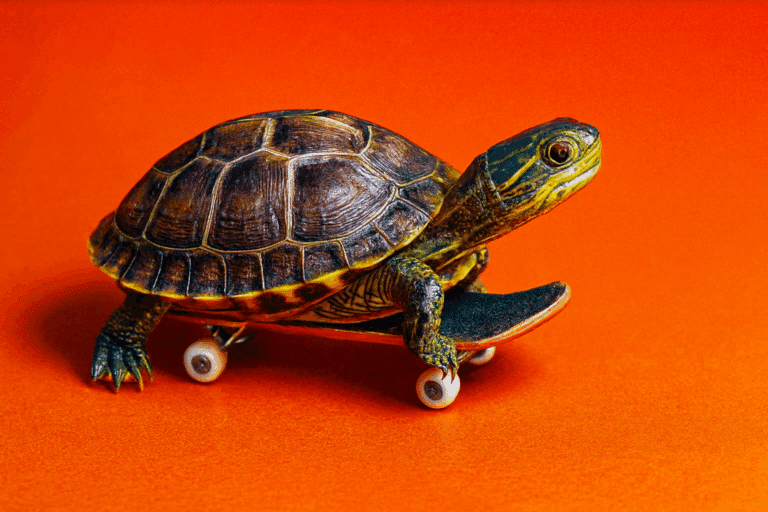 Incroyable mais vrai une tortue skateuse fascine la planète web