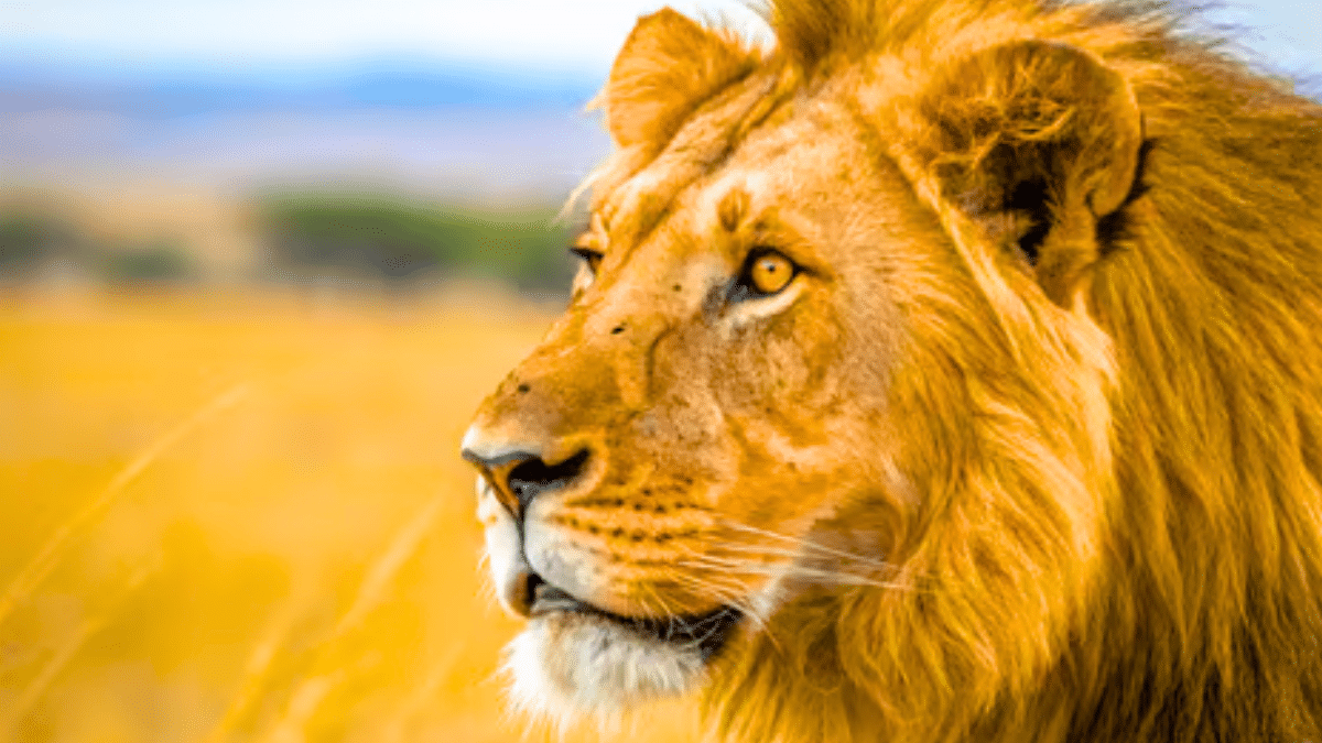 L’expérience safari qui bluffe les familles : lions et château au même endroit