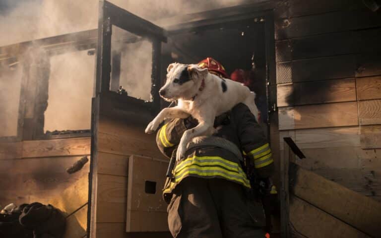 Ce chien sauvé d’un enfer découvre enfin l’amour d’une famille