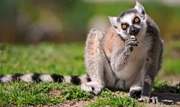 Faire un stage soigneur animalier dans le var