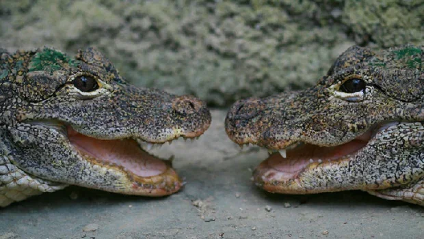 La St Valentin à La planète des Crocodiles
