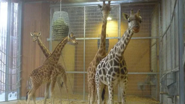 Le Zoo du Parc de la Tête d’Or ouvre ses coulisses au public