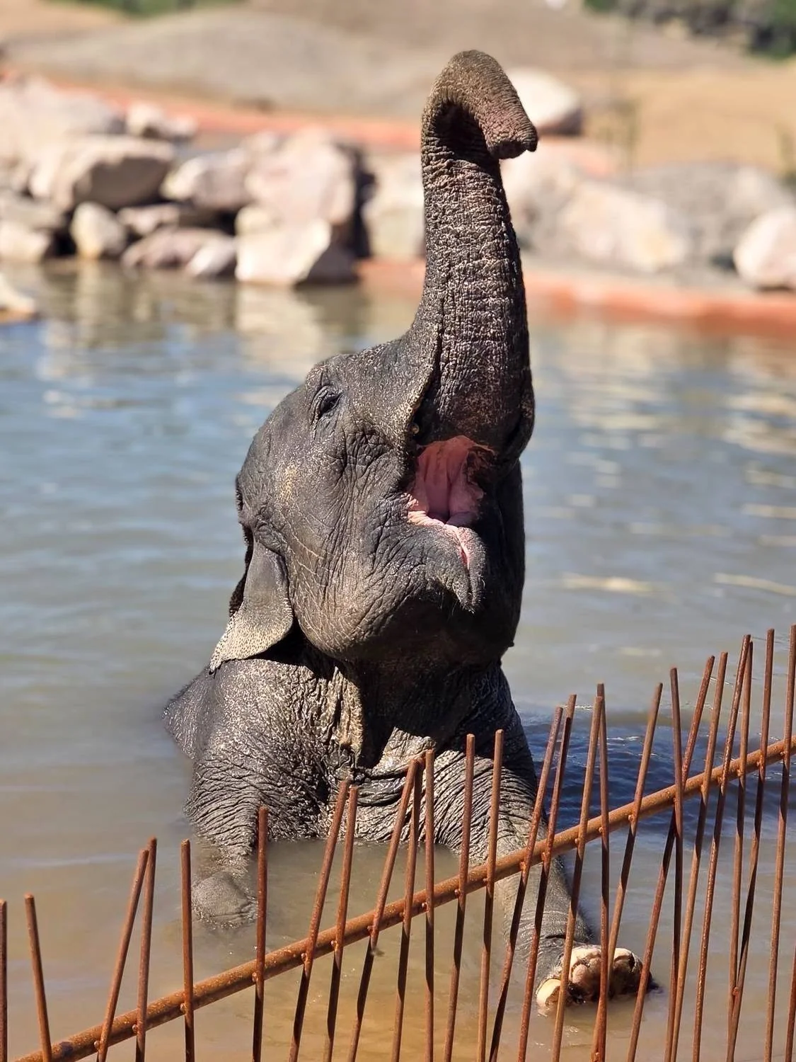 elephante-dans-leau-2
