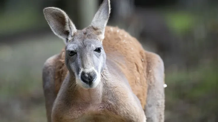 https___s3.eu-west-3.amazonaws.com_images.zoobeauval.com_2026_02_terres-rouges-04-699ec184a12f9