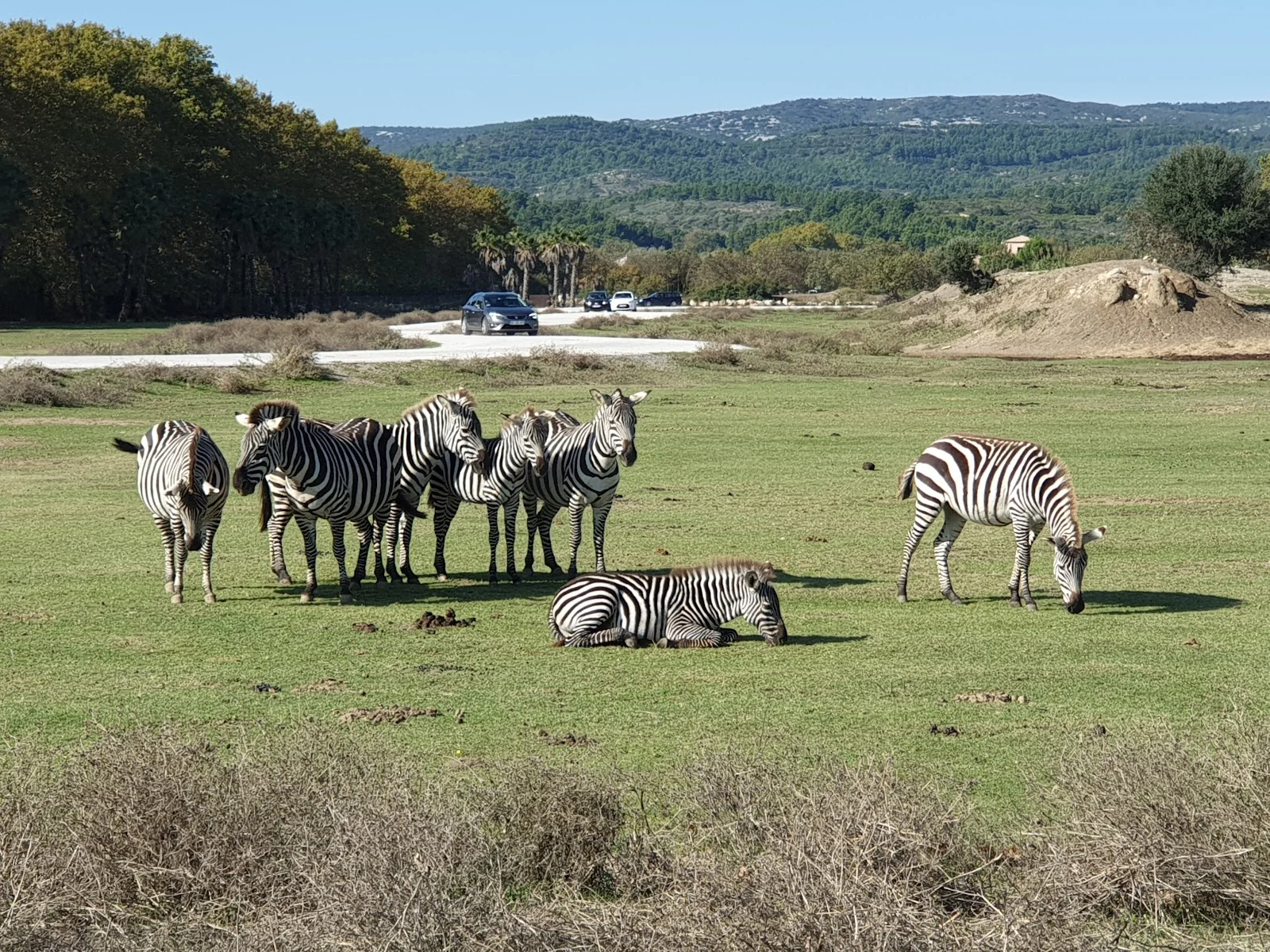 Sigean, le plus grand safari à faire en voiture