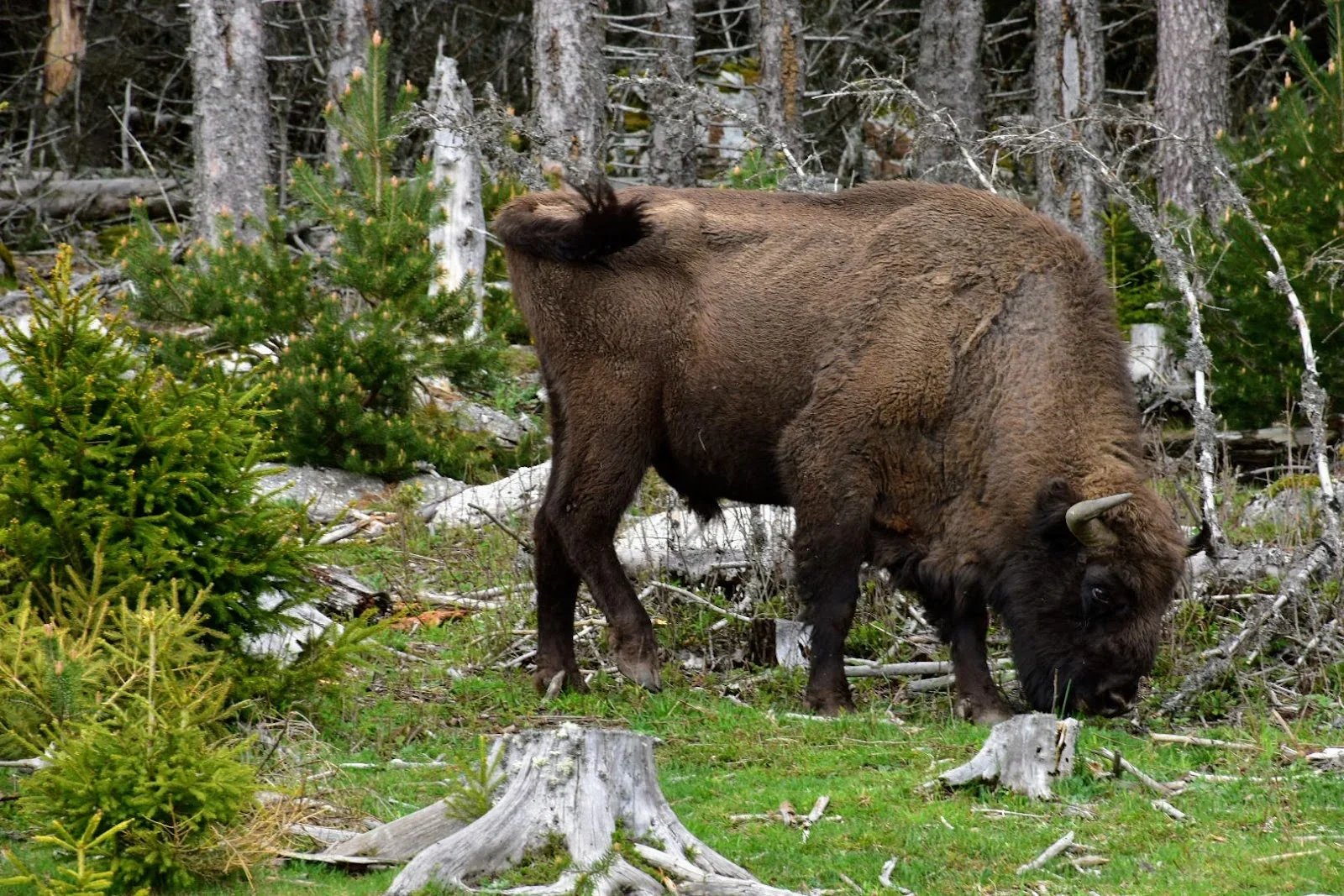 Réserve des bisons d'europe