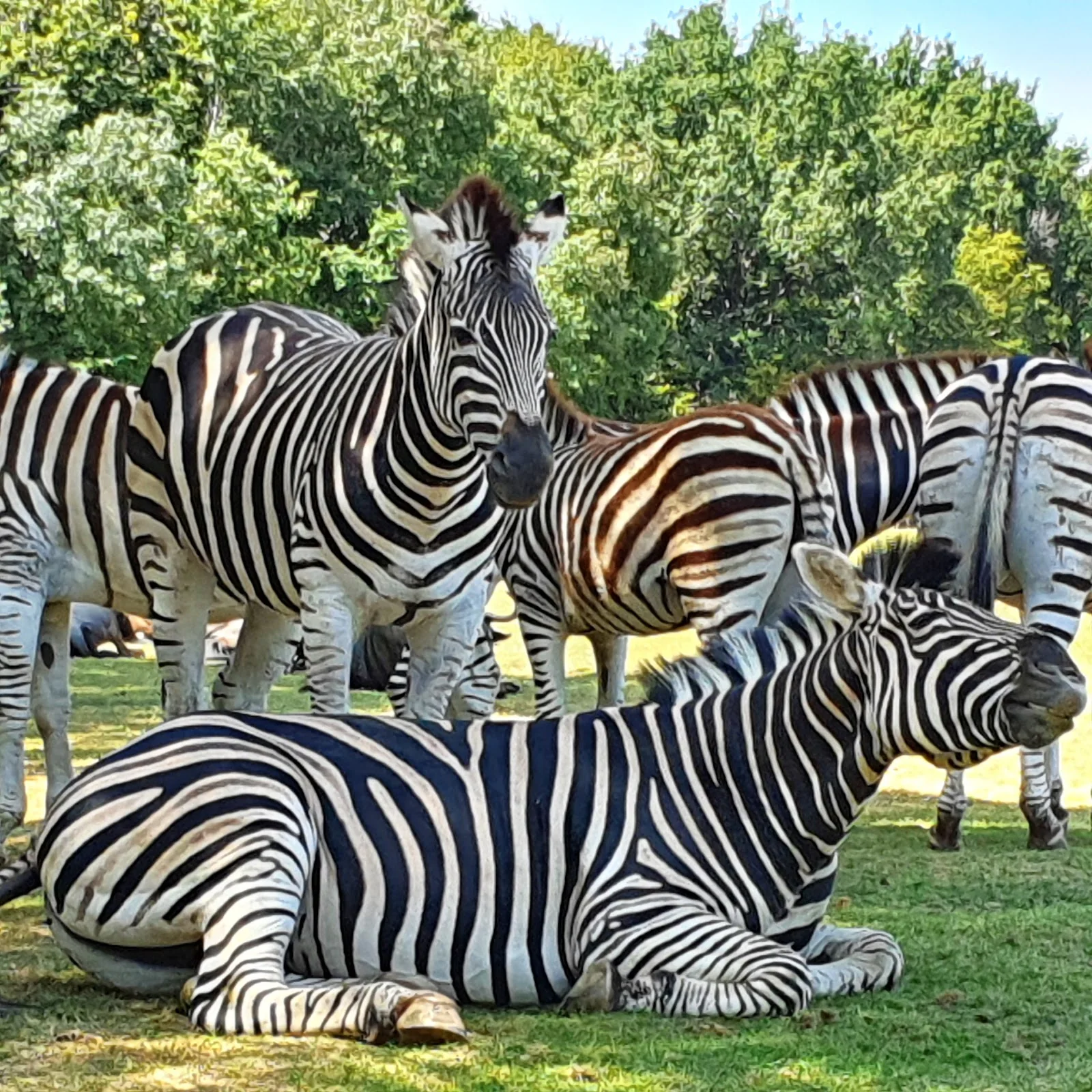 Planète Sauvage, le grand safari de l'Ouest