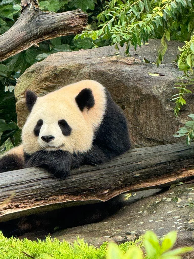 Les pandas et la nouveauté 2026 beauval