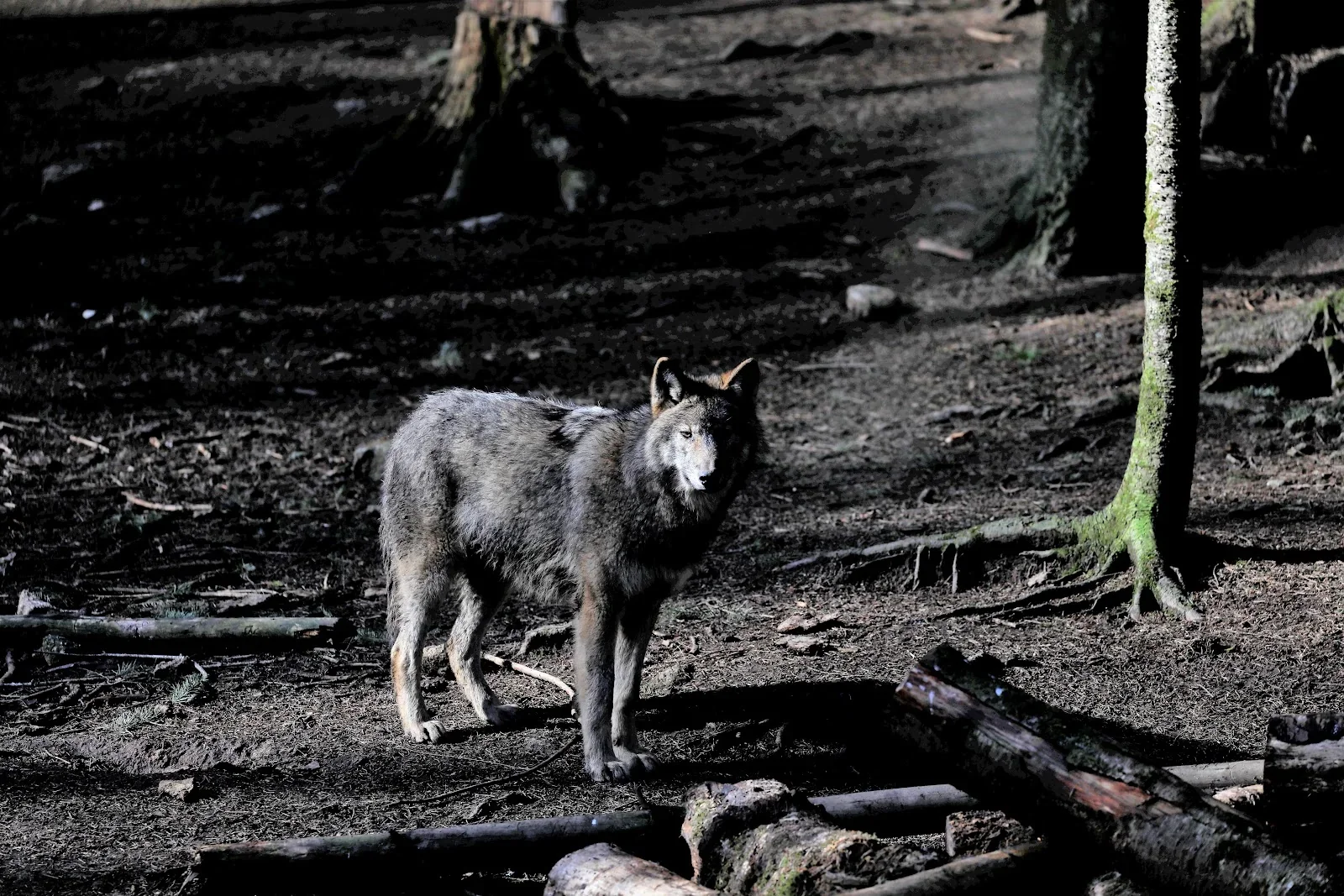 Pourquoi la nuit change tout Loups de Chabrières