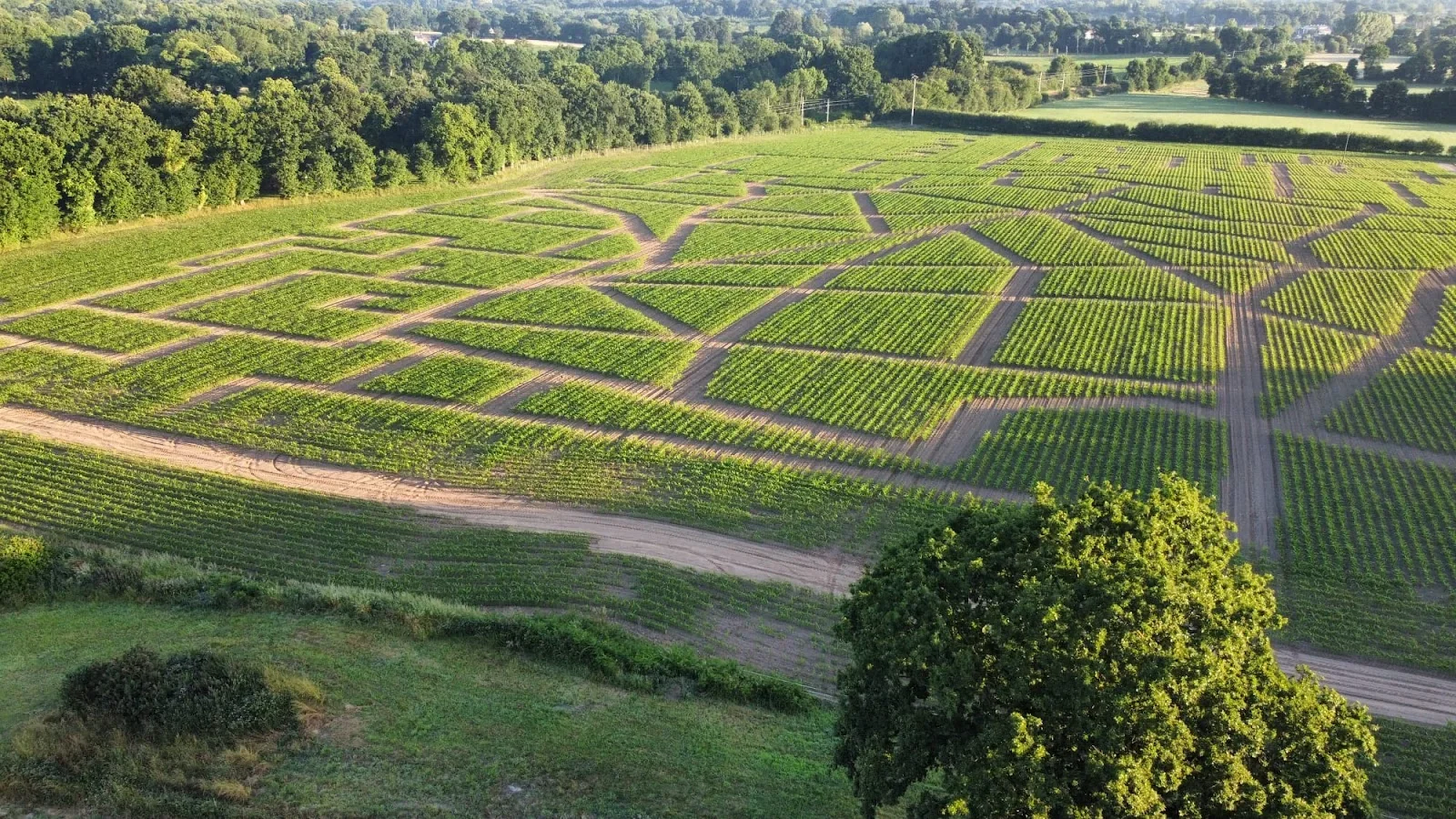 2. Le Labyrinthe de maïs de Combourg (Ille-et-Vilaine)