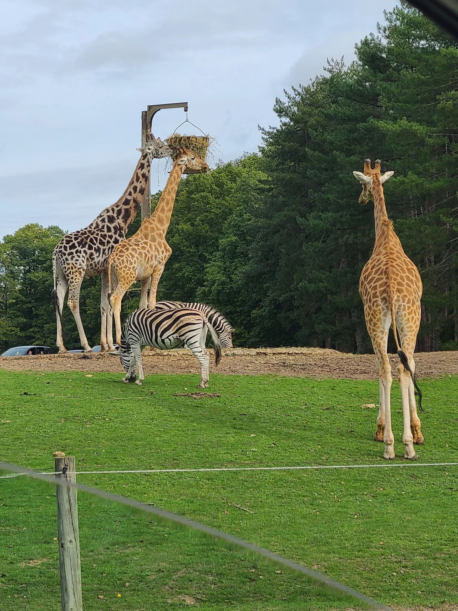 Une visite à pied, et les plaines en Camion Brousse Safari Thoiry