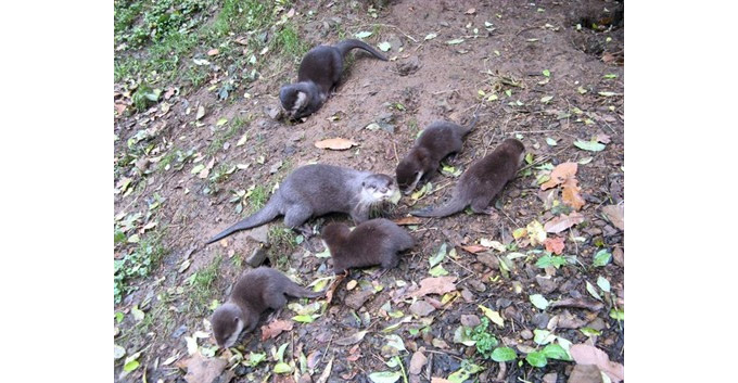 famille de loutre zoo de trégomeur